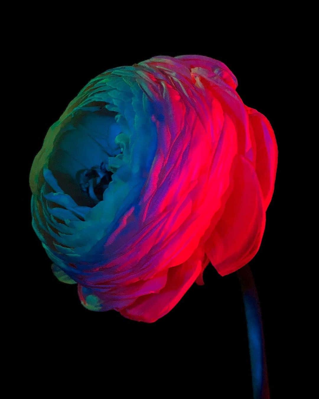 Paul Octaviousのインスタグラム：「Fire Flower  #flowers」
