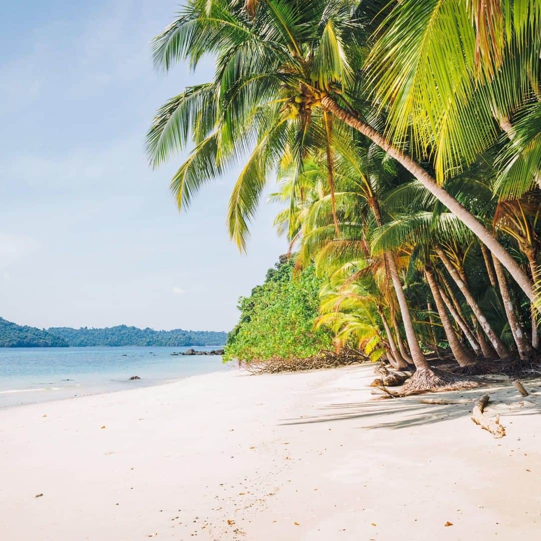 Lonely Planetさんのインスタグラム写真 - (Lonely PlanetInstagram)「'Coiba National Park's main island, Isla Coiba, was once home to a penal colony, a high security prison from which it was impossible to escape. Declared a national park in 1992 and a World Heritage Site in 2005, it is a lost world of pristine ecosystems and unique fauna. Nowadays it is not possible to sleep on the island or visit it on your own, you have to be part of a tour in order to island-hop your way around. It's definitely worth doing!' – @timdavhen #lpinstatakeover #lpPathfinders #Panama」5月12日 2時00分 - lonelyplanet