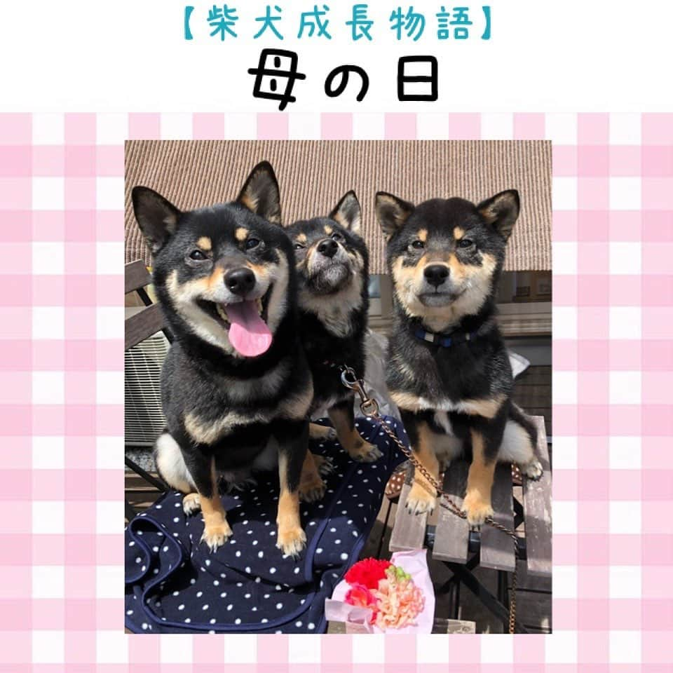 ライオン商事株式会社さんのインスタグラム写真 - (ライオン商事株式会社Instagram)「【柴犬成長物語】 ～母の日編～ 「ママ！いつもありがとう！！」 2匹が生まれてから初めての母の日🌹 大好きなママにお花をプレゼント！🌸 ママもとっても嬉しそう！☺️ ・ 体格もグングンと大きくなってきて その内ママの大きさを超えそうな予感…！？👀 （写真は左からママ、マロンちゃん、コロンちゃんです） ・ ・ スタッフのおうちで柴犬の赤ちゃんが生まれてスクスク成長中！ マロンちゃんとコロンちゃん、2匹のはじめてシリーズを、随時お届けしていきたいと思います。  #柴犬成長物語 #はじめてシリーズ #母の日 #ママありがとう #マロンちゃん #コロンちゃん #柴犬 #しばいぬ #ブラックタン #双子 #柴子犬 #子犬 #lionpet  #lionpetdog #ライオンペット #犬 #いぬすたぐらむ #犬のいる暮らし #犬好きと繋がりたい  #かわいい #dog #dogs #dogstagram @lion_pet_dog」5月12日 2時15分 - lion_pet_dog