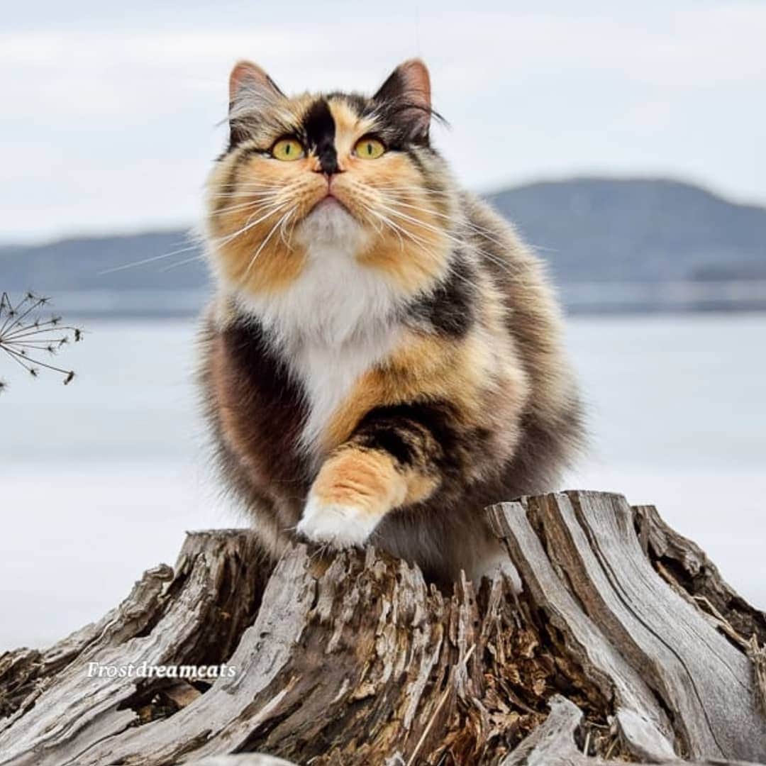 CatStockerのインスタグラム：「Hello! #catstocker is here!  Follow our FURRriend @frostdreamcats  Scroll right for more pictures 👉 . . . . .  #cat #neko #mačka #chat #kočka #котка #kotek #kot #кіт #mače #кошка #кот #katze #gato #gatto #kissa #子猫 #猫 #고양이 #貓 #kedi #köttur #kissanpentu #חתול #кішка #kittens #小猫 #kätzchen #котята」