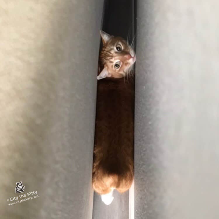 City the Kittyさんのインスタグラム写真 - (City the KittyInstagram)「Don’t worry I got this. There’s always a way out.  #nevergiveup #pawsneedclaws」5月12日 2時10分 - citythekitty