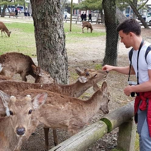 シャルレーヌ・ギニャールさんのインスタグラム写真 - (シャルレーヌ・ギニャールInstagram)「Our friends in Nara 🦌 #vacation #japan #🇯🇵 #nara #bambi #deers #🦌 #love #funny #socute #kiss #happy #memories」5月12日 2時29分 - charleneguignard