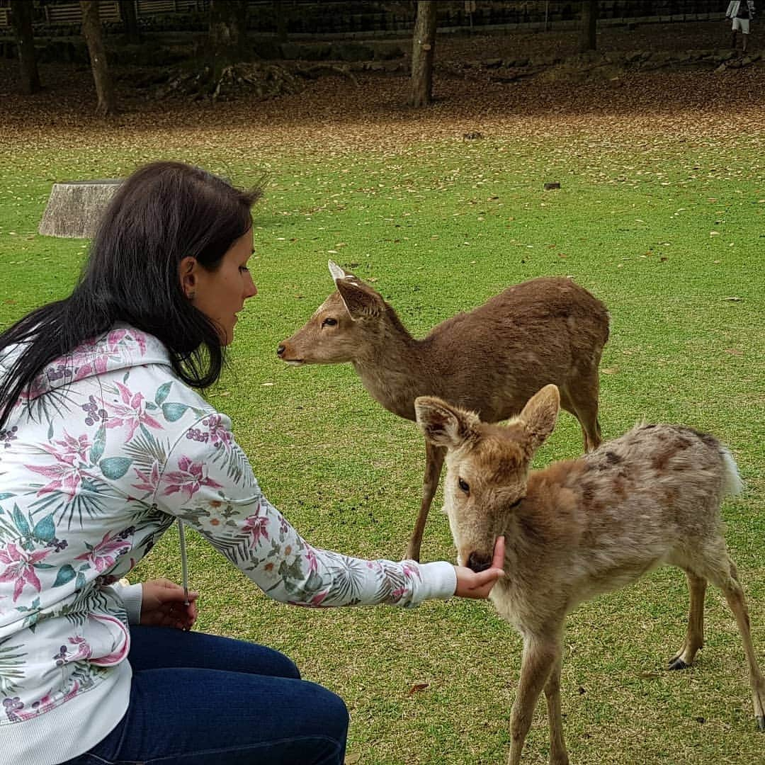 シャルレーヌ・ギニャールさんのインスタグラム写真 - (シャルレーヌ・ギニャールInstagram)「Our friends in Nara 🦌 #vacation #japan #🇯🇵 #nara #bambi #deers #🦌 #love #funny #socute #kiss #happy #memories」5月12日 2時29分 - charleneguignard