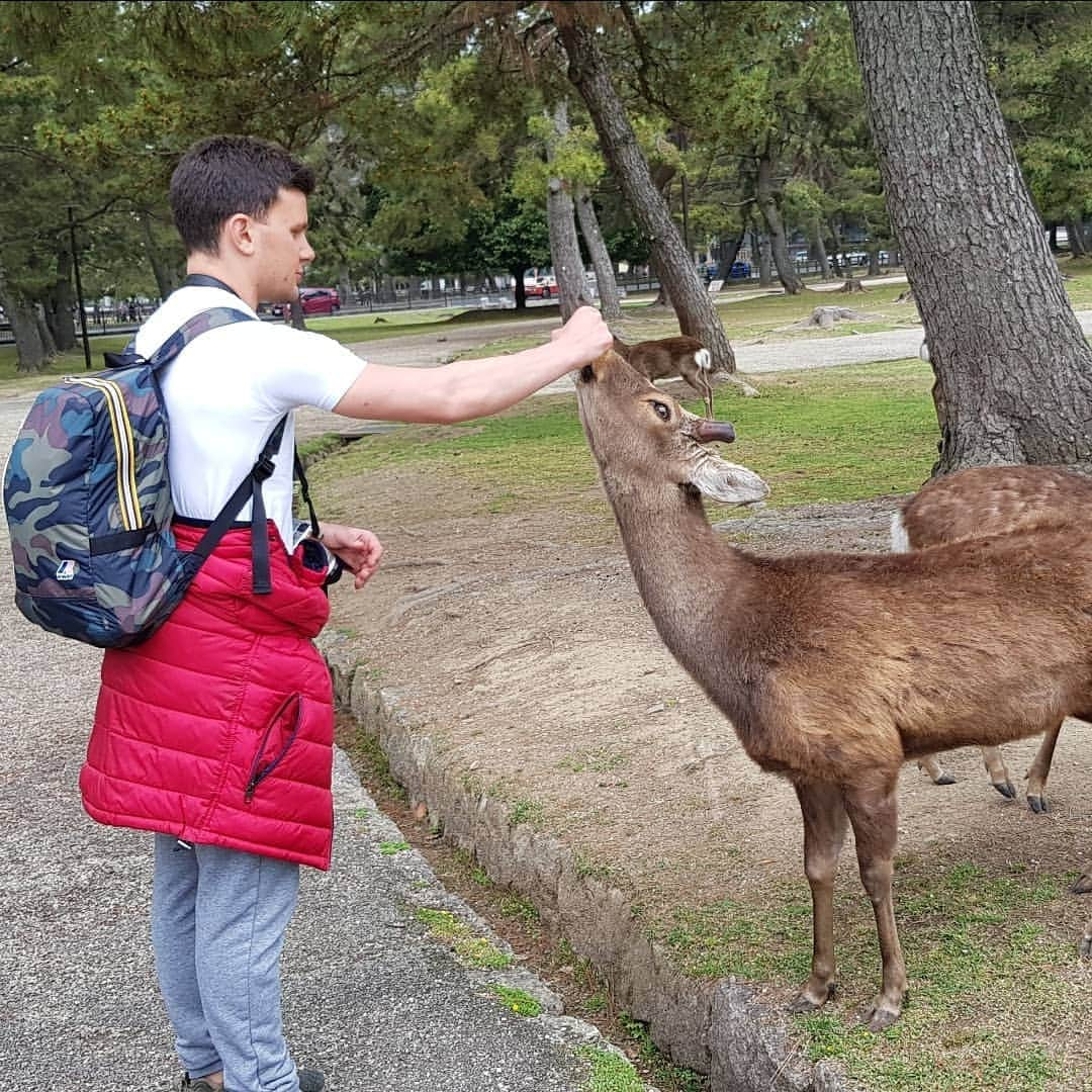 シャルレーヌ・ギニャールさんのインスタグラム写真 - (シャルレーヌ・ギニャールInstagram)「Our friends in Nara 🦌 #vacation #japan #🇯🇵 #nara #bambi #deers #🦌 #love #funny #socute #kiss #happy #memories」5月12日 2時29分 - charleneguignard