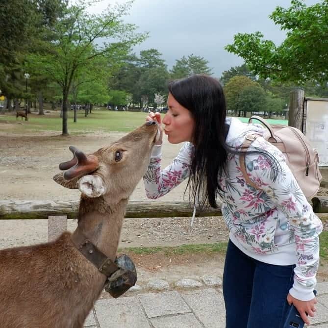 のインスタグラム：「Our friends in Nara 🦌 #vacation #japan #🇯🇵 #nara #bambi #deers #🦌 #love #funny #socute #kiss #happy #memories」