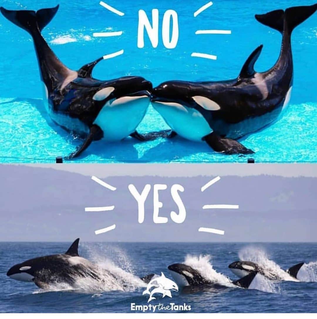 ホリー・マリー・コームズのインスタグラム：「Empty the tanks. #CaptivityKills #seaworldofhurt」