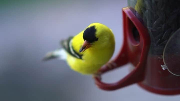 アウル・シティーのインスタグラム：「I love the outdoors. The only place I feel totally at peace is when I’m in nature. I filmed this the other day just for fun when I saw a stunning American Goldfinch visiting my feeder. There really is so much beauty around us 🌌 The music is called “Making Water” from my Adam Young album “Miracle In The Andes”」