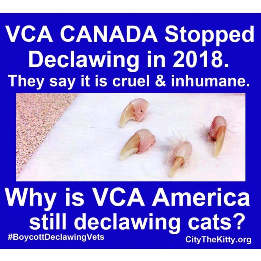 City the Kittyさんのインスタグラム写真 - (City the KittyInstagram)「I really really need your help. Can you ask @vca why they are waiting so long to stop declawing in their animal hospitals in America. 😾  Their colleagues at @vca_canada stopped declawing a year ago because they say it is inhumane. 👍🏻 I see all the dog pictures that are posted on @VCA ‘s pages and wonder if they don’t really care much about cats. 😿💔 (Look at all the cat photos on VCA Canada’s Instagram page.) Or is it because declawing brings in a lot of money for VCA America and their veterinarian$?😾 Can you please take 60 seconds and sign the petition to VCA that is on the link on my bio?  Let’s get to 15,000 signatures this weekend. 🙏🏻🙏🏻🙏🏻 #voiceforthevoiceless #dotherightthing #vca #vcapets #stopdeclawing  Also please post photos of your cats with the hashtags #vca #vcapets #vcaanimalhospital on them asking VCA U.S to stop declawing. 😽❤️ (Photos posted on Facebook by a cat owner.)」5月12日 4時24分 - citythekitty