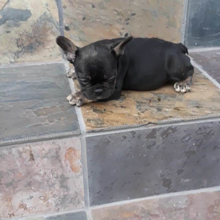 Oprahnbooのインスタグラム：「Male black tri.  #frenchiesofinstagram #frenchie #dogsoftheday #dogiftheworld #male #10weeksold #share #tag  #likeit #lovehim」