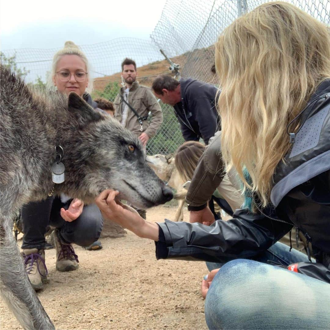 ネイサン・フィリオンさんのインスタグラム写真 - (ネイサン・フィリオンInstagram)「Yesterday we met the lovely folks at @apexprotectionproject and their incredible friends. We learned how there’s an effort by gov’t to remove the Grey Wolf from the Endandered Species List in order to encroach on their habitat. Keeping the wolves on the list will automatically protect their habitats- an easy two for one. Leave a comment on the website, telling them you do not want the Grey Wolf to be removed from the Endangered Species List. These animals are an important part of our ecosystem, and you can help keep it that way. The link will be in my bio until they vote for this measure on the 14th. Please, drop them a note.If you are having trouble with the link, copy and paste it to your browser.」5月12日 4時53分 - nathanfillion