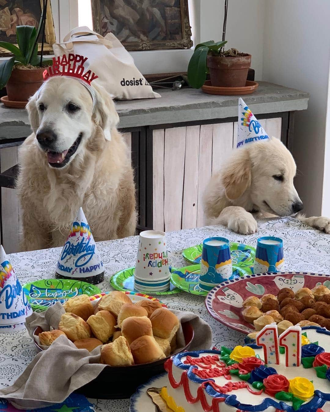 ブルース・ウェーバーさんのインスタグラム写真 - (ブルース・ウェーバーInstagram)「Giaco and Dream celebrating his birthday - such a happy day  having Dream in our lives- thanks to all our friends and the other dogs to celebrate his birthday」5月12日 4時46分 - bruce_weber