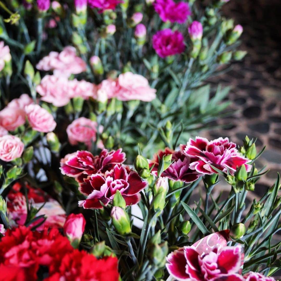 MILLE ECLAT.さんのインスタグラム写真 - (MILLE ECLAT.Instagram)「✨本日母の日です✨ . 花束・アレンジメント 当日予約なしでもおつくりします！ . 当日ご用意できるお花の目処がたちましたのでお知らせ致します🌷✨ . お花に限りがございます。細かいお花の指定は出来ませんが、おまかせいただけるなら、花束・アレンジメントできます☺️ . やっぱり母の日に花束を贈りたい✨ . 少しお花を添えて贈りたい💐というようなミニブーケもご用意できますよ✨ . アジサイなどの鉢物もございます✨ . まだ間に合いますよ✨ご来店お待ちしております☺️ . #母の日#母の日プレゼント #カーネーション」5月12日 5時12分 - mille_eclat