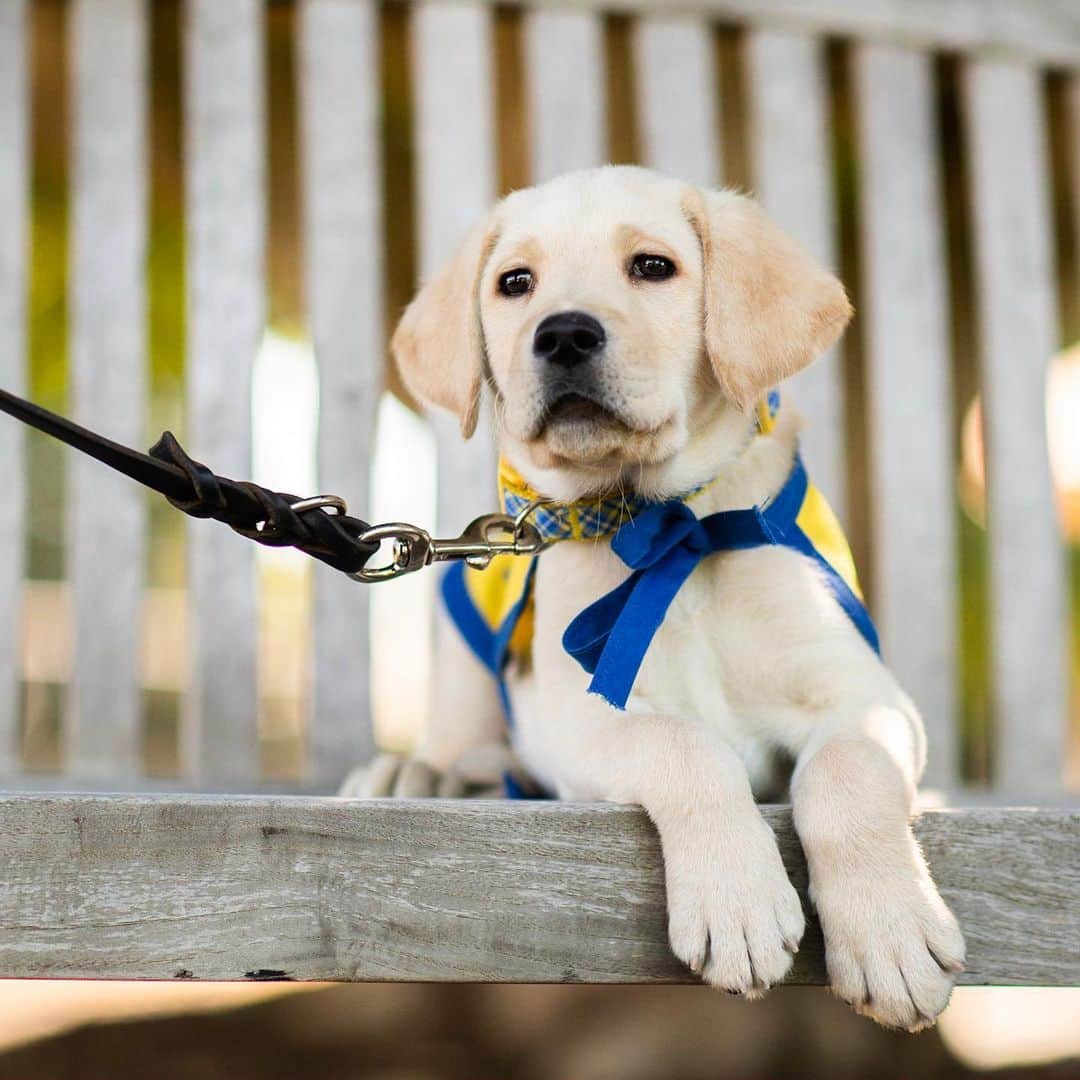 The Dogistさんのインスタグラム写真 - (The DogistInstagram)「Phil, Labrador Retriever/Golden Retriever cross (8 w/o), @ccicanine - Santa Rosa, CA • Canine Companions for Independence is a non-profit that trains and places assistance dogs free-of-charge to individuals with disabilities. Phil is at the very beginning of his journey to hopefully become a working service dog. We’ve teamed up with @ccicanine and Ashley from @fosteringpuppies to follow Phil’s life and progress along the way while educating as many people as possible about what it takes to become a service dog of the highest caliber. Get ready for the next 20 months of Phil’s life as he grows up, learns in preparation for formal training, and hopefully one day provides someone with independence. #cciphil #dogistphil」5月12日 5時26分 - thedogist