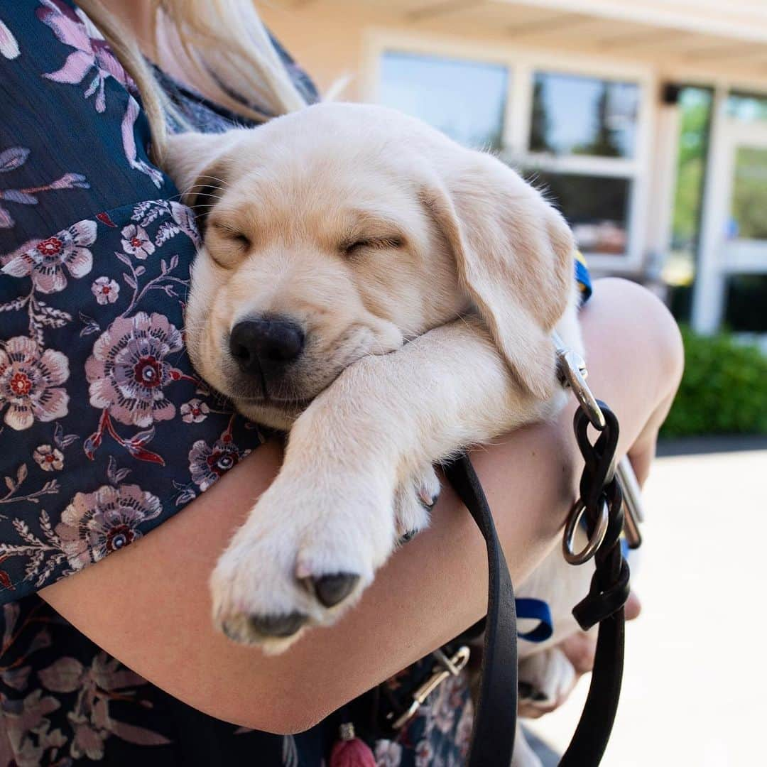 The Dogistさんのインスタグラム写真 - (The DogistInstagram)「Phil, Labrador Retriever/Golden Retriever cross (8 w/o), @ccicanine - Santa Rosa, CA • Canine Companions for Independence is a non-profit that trains and places assistance dogs free-of-charge to individuals with disabilities. Phil is at the very beginning of his journey to hopefully become a working service dog. We’ve teamed up with @ccicanine and Ashley from @fosteringpuppies to follow Phil’s life and progress along the way while educating as many people as possible about what it takes to become a service dog of the highest caliber. Get ready for the next 20 months of Phil’s life as he grows up, learns in preparation for formal training, and hopefully one day provides someone with independence. #cciphil #dogistphil」5月12日 5時26分 - thedogist