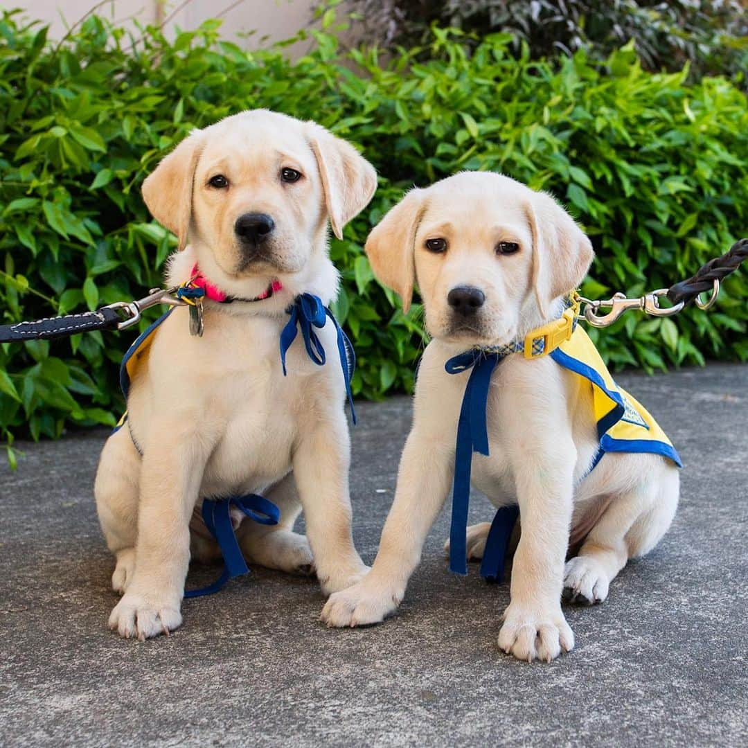 The Dogistさんのインスタグラム写真 - (The DogistInstagram)「Phil, Labrador Retriever/Golden Retriever cross (8 w/o), @ccicanine - Santa Rosa, CA • Canine Companions for Independence is a non-profit that trains and places assistance dogs free-of-charge to individuals with disabilities. Phil is at the very beginning of his journey to hopefully become a working service dog. We’ve teamed up with @ccicanine and Ashley from @fosteringpuppies to follow Phil’s life and progress along the way while educating as many people as possible about what it takes to become a service dog of the highest caliber. Get ready for the next 20 months of Phil’s life as he grows up, learns in preparation for formal training, and hopefully one day provides someone with independence. #cciphil #dogistphil」5月12日 5時26分 - thedogist