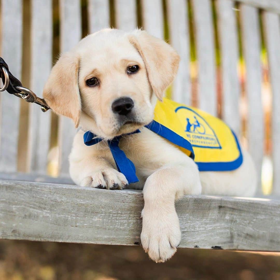 The Dogistさんのインスタグラム写真 - (The DogistInstagram)「Phil, Labrador Retriever/Golden Retriever cross (8 w/o), @ccicanine - Santa Rosa, CA • Canine Companions for Independence is a non-profit that trains and places assistance dogs free-of-charge to individuals with disabilities. Phil is at the very beginning of his journey to hopefully become a working service dog. We’ve teamed up with @ccicanine and Ashley from @fosteringpuppies to follow Phil’s life and progress along the way while educating as many people as possible about what it takes to become a service dog of the highest caliber. Get ready for the next 20 months of Phil’s life as he grows up, learns in preparation for formal training, and hopefully one day provides someone with independence. #cciphil #dogistphil」5月12日 5時26分 - thedogist