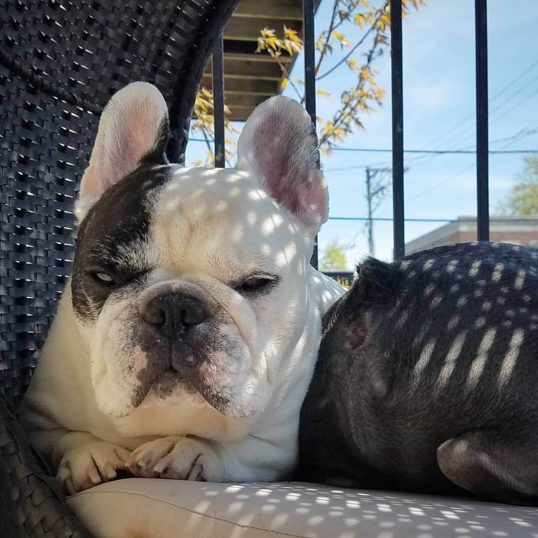 Manny The Frenchieのインスタグラム：「Well one of us is going to have to move 😒 #ew」