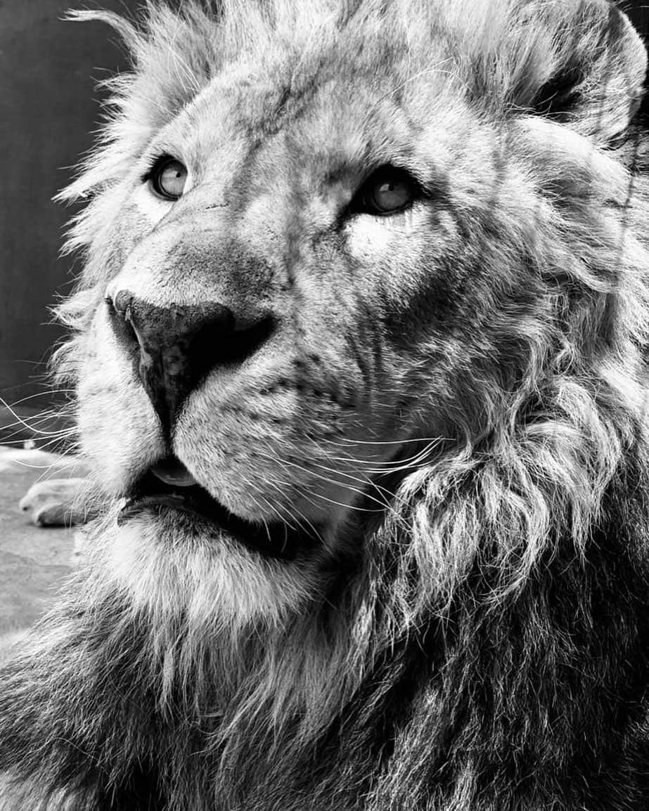Black Jaguar-White Tiger さんのインスタグラム写真 - (Black Jaguar-White Tiger Instagram)「King Luke... #LukeAndHanBJWT #SaveLions  Pic by @jamiemichellevine」5月12日 5時44分 - blackjaguarwhitetiger