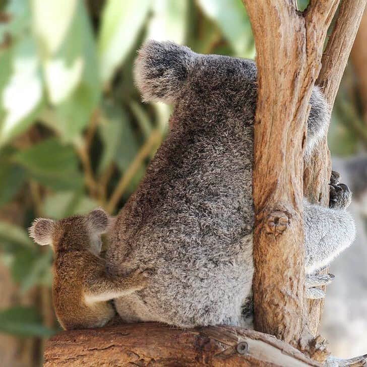 Australiaさんのインスタグラム写真 - (AustraliaInstagram)「Because mums are simply the best 💕 It’s #MothersDay today, and what better gift could any mumma ask for than a big cuddle from her offspring! 🐨 This special moment was captured at @lonepinekoala #wildlife sanctuary in @queensland, which with 130 koalas residing there, is the largest #koala sanctuary in the world. #Koala joeys stay with their mum until they are fully weaned and independent, which takes about 12 months, so you’re likely to see some quality mother and son/daughter time when you visit them in @visitbrisbane. P.S. A trip to the sanctuary would also make the perfect Mother’s Day present, hint hint! 😉  #seeaustralia #thisisqueensland #visitbrisbane #weeklyfluff #wildlifephotography #happymothersday」5月12日 6時29分 - australia