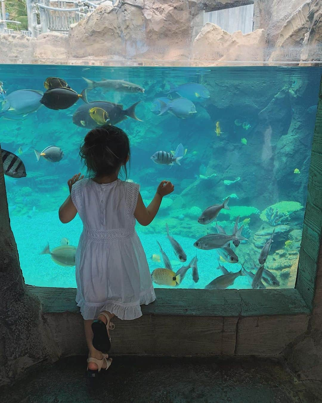 翁安芸さんのインスタグラム写真 - (翁安芸Instagram)「FINDING NEMO🐠🐟🐠💖 #お魚大好き #ハワイ #hawaii #findingnemo」5月12日 6時59分 - akinyc