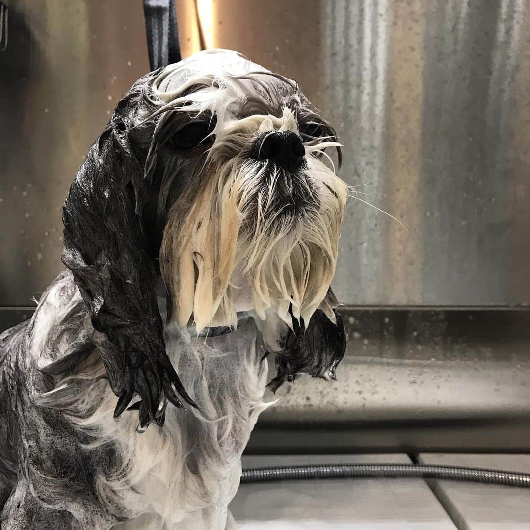 Dogs by Ginaのインスタグラム：「@charlotte_tallulah_ ❤️」