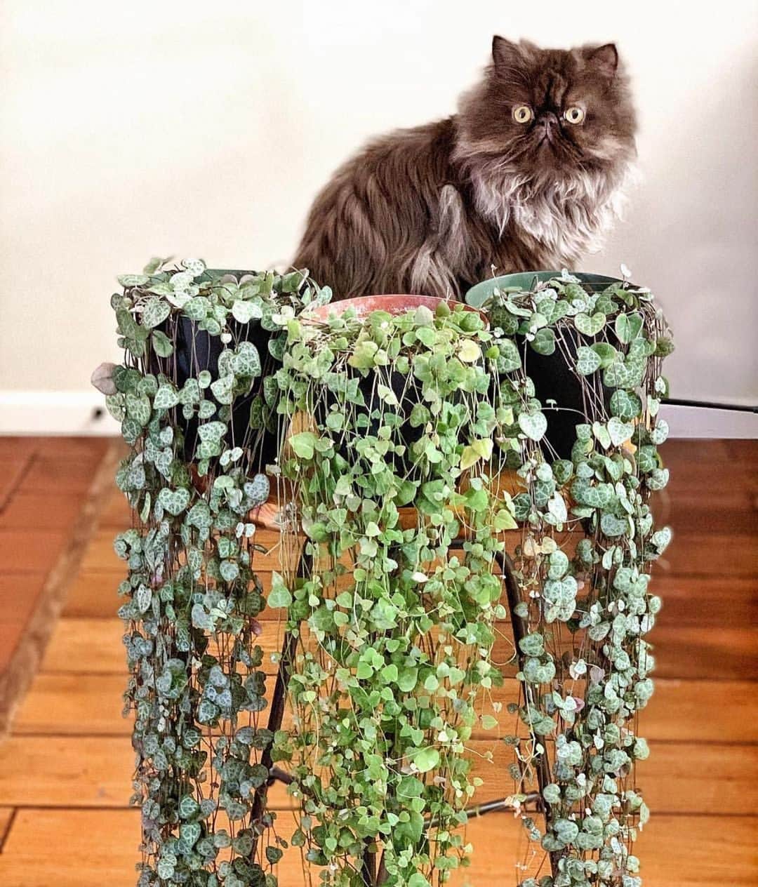 The Louunのインスタグラム：「String of hearts is available  picture from @cyrilcybernated #plants.  #cats #plants #plantsofinstagram」