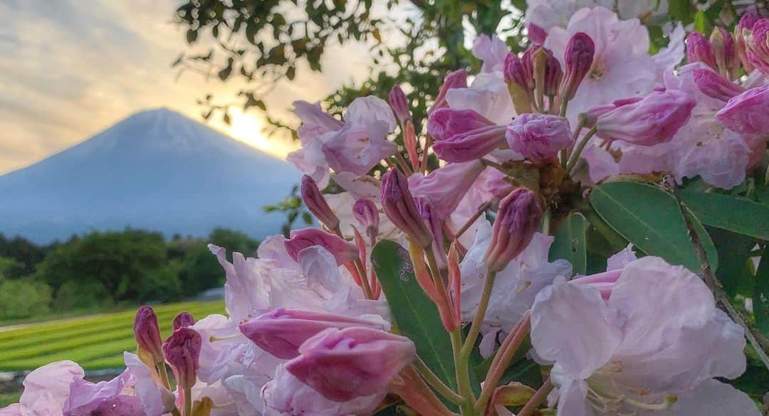 phantastic420のインスタグラム：「. 🤩🤩“Shizuoka” prefecture in Japan is a place where you can see the most “phantastic” Mt. Fuji🗻 in the world.🤩 #富士山 #mtfuji #japan #shizuoka #fujinomiya  #phantastic420photography #mostphantasticmtfuji #selamatpagi  #goodmorning  #おはようございます 😇😇😇😇😇😇😇🗻😇😇 花はもうギリギリアウトな感じでしたが🤣ハットさせられるピンクが素敵でした😍あなたはどの花に着目して撮ったのですか？と怒られそうな構図ですが、そんなの○○ねぇ〜Hey,OPP‼︎🤣図星ですがそんなことを気にしていられない時も人生にはあるのです‼︎🤣 #誰も撮らない素敵な場所 😋もちろん#iphone 😋 Thanks @next_fuji #nextfuji  @jalan_net #jalan_momo  @visit.tokai @shizuoka_kankou #静岡dc #富士宮市  #photois #50000人の写真展 #日本の風景 #東京 @fujifilm_photois #nationalparksjp2019contest」