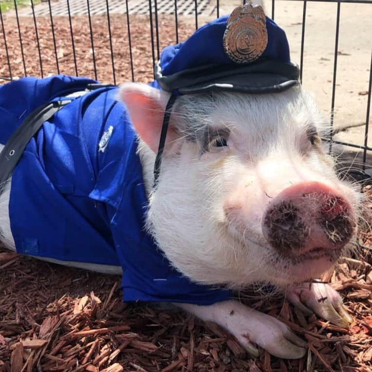 Priscilla and Poppletonさんのインスタグラム写真 - (Priscilla and PoppletonInstagram)「Drop the donut and put your hands up in the air!🚓🐷💙🍩#slaHAMmer #hamcuffed #OfficerPop #PoptheCop #PrissyandPop」5月12日 8時03分 - prissy_pig