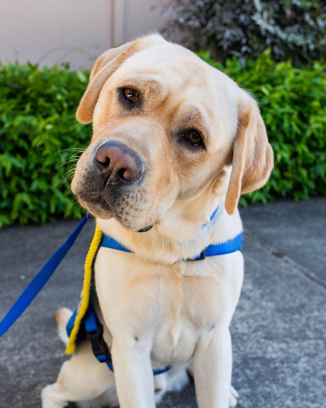 The Dogistさんのインスタグラム写真 - (The DogistInstagram)「Stark, Labrador Retriever/Golden Retriever cross (21 m/o), @CCICanine - Santa Rosa, CA • “His nickname is ‘Squishy’ and he snuggles on command. It’s not one of his official commands but it’s his favorite one.”」5月12日 8時04分 - thedogist