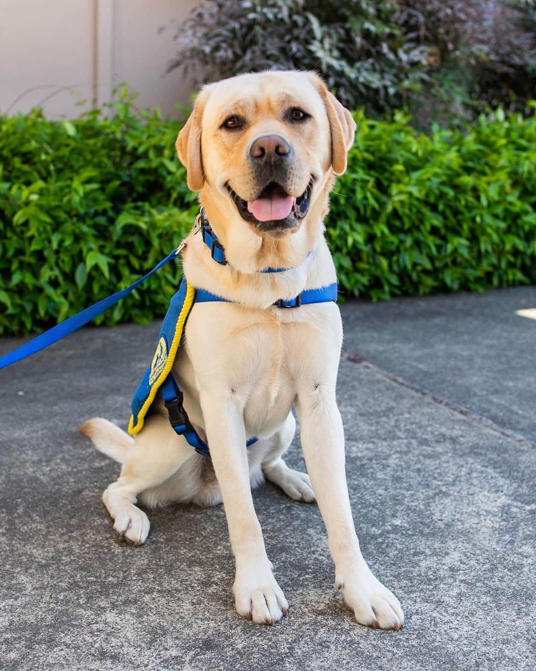 The Dogistさんのインスタグラム写真 - (The DogistInstagram)「Stark, Labrador Retriever/Golden Retriever cross (21 m/o), @CCICanine - Santa Rosa, CA • “His nickname is ‘Squishy’ and he snuggles on command. It’s not one of his official commands but it’s his favorite one.”」5月12日 8時04分 - thedogist