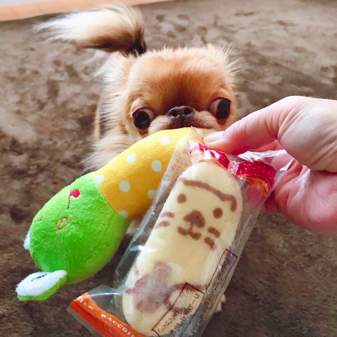kayoのインスタグラム：「* * 新しいおもちゃが嬉しい  くりお😆💗 * * 最近の東京ばな奈は かわいいね☺️🍌✨ * * kulio💗🍌 * * #東京ばな奈 #chihuahua#chihuahualove#dogstgram#dog#instadog#チワワ#チワワ大好き * *」
