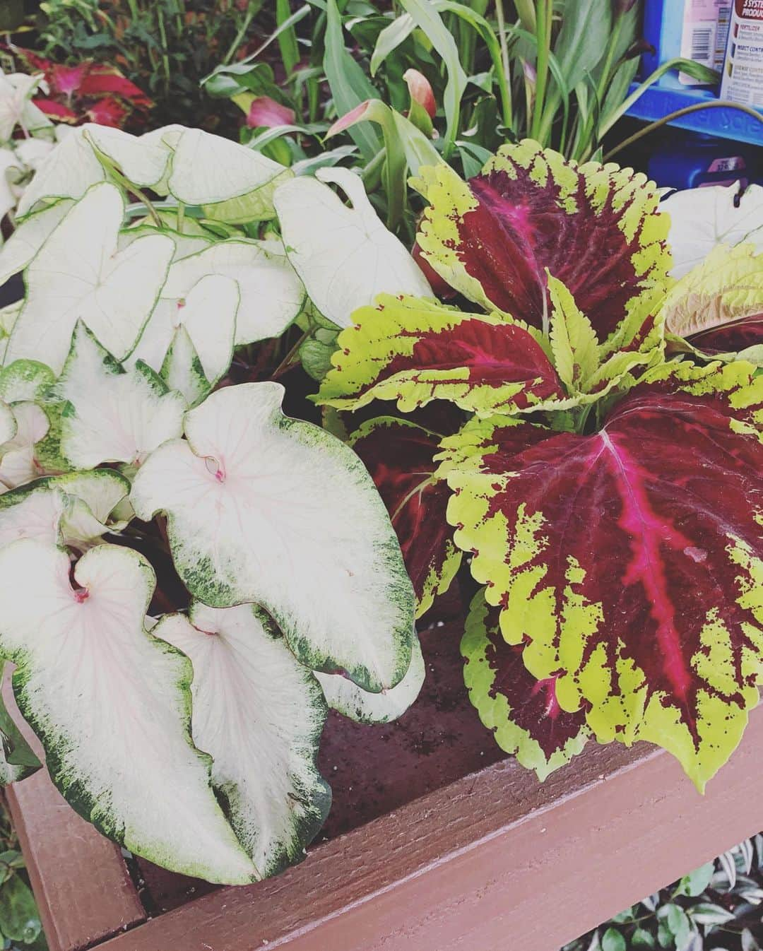 OLIVIAさんのインスタグラム写真 - (OLIVIAInstagram)「Fun day plant hunting in LA. 🥰😍💕💖🌈🌿💚 #girltime」5月12日 18時16分 - olivialufkin