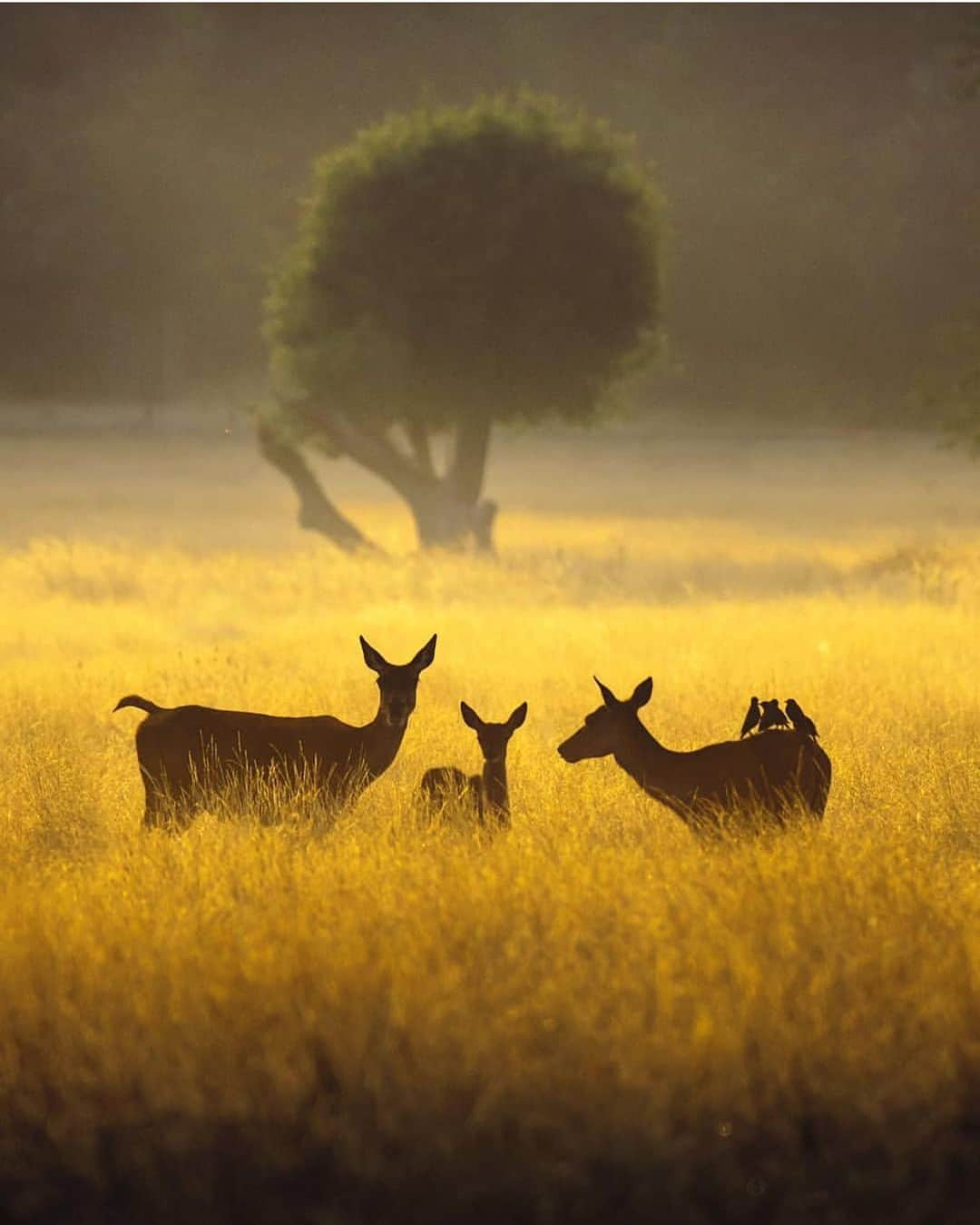 @LONDON | TAG #THISISLONDONさんのインスタグラム写真 - (@LONDON | TAG #THISISLONDONInstagram)「🦌🌳 #RichmondPark is a national nature reserve and home to some 600+ red and fallow deer that have been roaming freely since 1637. Wonderfully captured here by @immigrant_travels 😍 // 🦌🌳 #thisislondon #london #richmond」5月12日 18時19分 - london