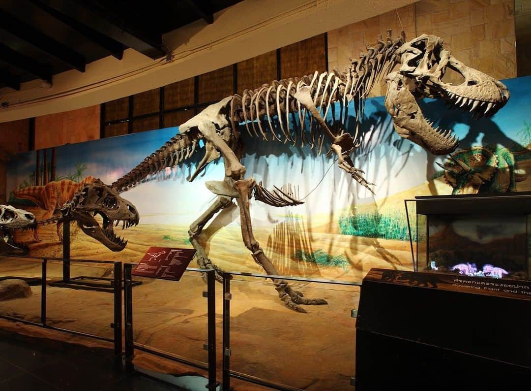 タイ国政府観光庁さんのインスタグラム写真 - (タイ国政府観光庁Instagram)「今週の注目スポットはカラシンの名所「シリントーン博物館」へGO😊﻿ ﻿ 「シリントーン博物館」は、恐竜の化石が多く発掘されているカラシンを代表する名所で、東南アジア最大級の自然博物館です。大型恐竜プーウィアンゴザウルスのほぼ全身に及ぶ骨格標本や、実際の化石発掘現場をそのまま保存展示されています🦕✨﻿ ﻿ アクセスはカラシン中心街から車で約40分🚗﻿ ﻿ #タイ #カラシン #シリントーン博物館 #イサーン #恐竜 #恐竜の町 #博物館 #こんなタイ知らなかった #もっと知りタイ #タイを知りつくす #タイ旅行 #旅好きな人と繋がりたい #旅行好きな人と繋がりたい #thailand #kalasi #isan #sirindhornmuseum #dinosaur #amazingthailand #thailandtravel #thailandtrip #thai #thaistagram #lovethailand #localexperience﻿ ﻿」5月12日 18時49分 - amazingthailandjp