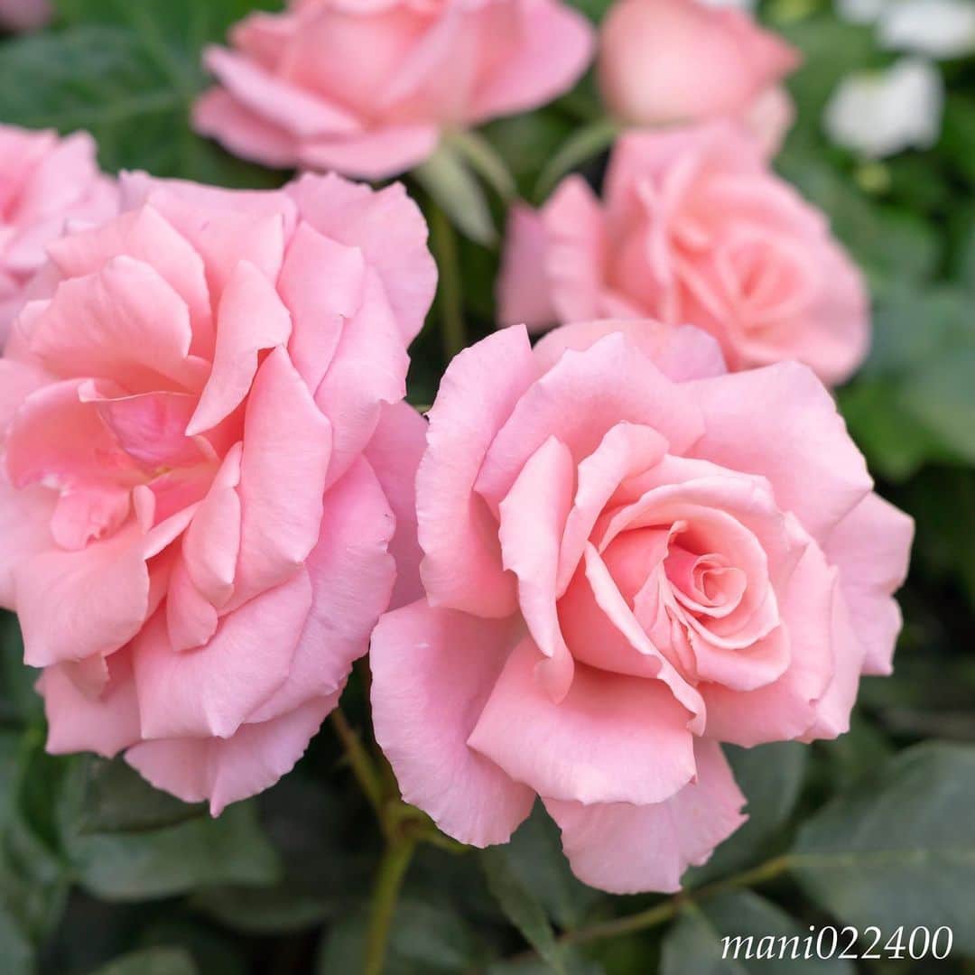 mani022400のグルメインスタ