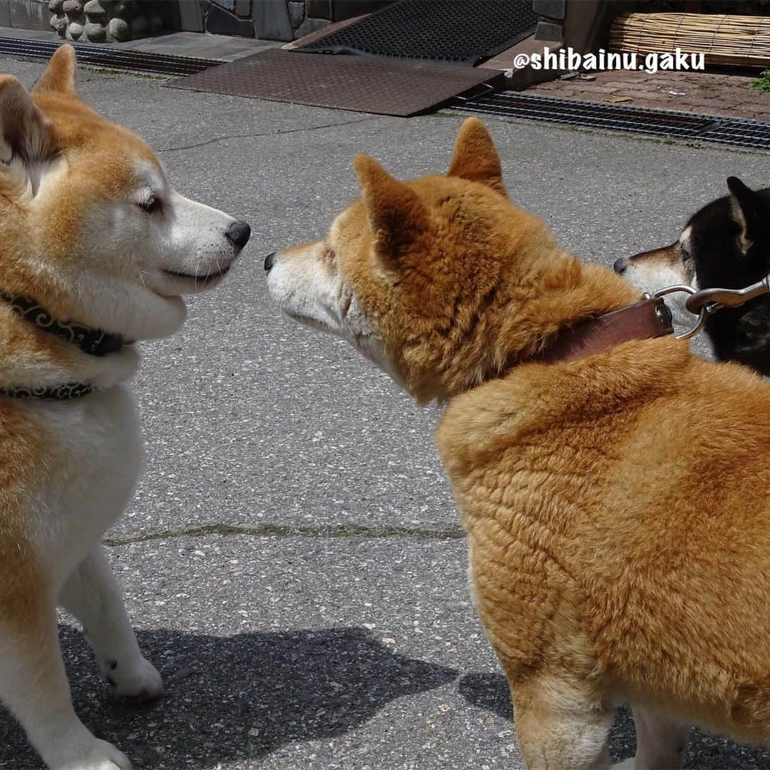 Kazumi-Gakumamaさんのインスタグラム写真 - (Kazumi-GakumamaInstagram)「岳6年半ぶりの里帰り➰🐕⛰♨️ *  岳は生まれて初めて、実の両親に会いに行きました。 * * *  父親の黒柴「太陽」は今年9歳！ *  母親の赤柴「心」は今年10歳になる姉さん女房‼︎ *  この両親が看板犬をしている、岐阜県新穂高温泉の “野の花山荘” から生後2ヶ月と1日で我が家にやって来た岳がこの度、6年半ぶりに故郷に里帰りして実の両親と対面しました😌 *  この動画の続きは、YouTubeでぜひご覧ください。 * * *  YouTube『岳パラダイス』公式チャンネルで、チャンネル登録をお願い致します🤲 * * *  YouTube 岳パラダイス YouTube Gaku Paradise で検索してください‼︎ 🐾----*----*----*----🐾 Please see the continuation of this video on YouTube🎥  Please subscribe to the YouTube Gaku Paradise official channel🙏 🐾----*----*----*----🐾 #柴犬 #岳 #柴犬岳 #柴犬ガク#gaku #shibainugaku #shiba #shibainu #shibastagram  #pecoいぬ部 #ペコいぬ部  #ふわもこ部 #pecotv #ワンフルエンサー #新穂高温泉郷 #野の花山荘 #槍見舘 #岳の故郷  #感動の対面 #寅次朗の誕生日  #岳のYouTube #20190512」5月12日 19時06分 - shibainu.gaku