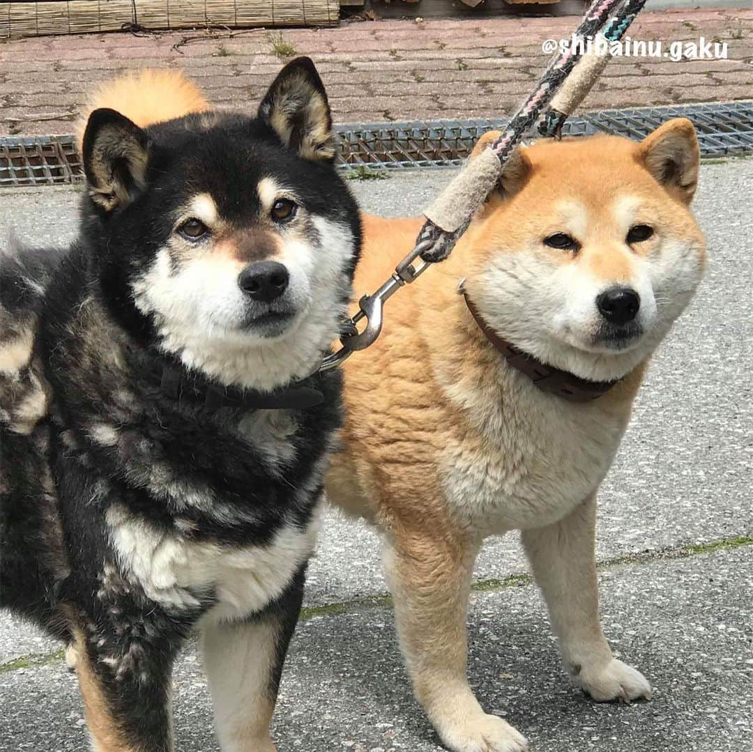 Kazumi-Gakumamaさんのインスタグラム写真 - (Kazumi-GakumamaInstagram)「岳6年半ぶりの里帰り➰🐕⛰♨️ *  岳は生まれて初めて、実の両親に会いに行きました。 * * *  父親の黒柴「太陽」は今年9歳！ *  母親の赤柴「心」は今年10歳になる姉さん女房‼︎ *  この両親が看板犬をしている、岐阜県新穂高温泉の “野の花山荘” から生後2ヶ月と1日で我が家にやって来た岳がこの度、6年半ぶりに故郷に里帰りして実の両親と対面しました😌 *  この動画の続きは、YouTubeでぜひご覧ください。 * * *  YouTube『岳パラダイス』公式チャンネルで、チャンネル登録をお願い致します🤲 * * *  YouTube 岳パラダイス YouTube Gaku Paradise で検索してください‼︎ 🐾----*----*----*----🐾 Please see the continuation of this video on YouTube🎥  Please subscribe to the YouTube Gaku Paradise official channel🙏 🐾----*----*----*----🐾 #柴犬 #岳 #柴犬岳 #柴犬ガク#gaku #shibainugaku #shiba #shibainu #shibastagram  #pecoいぬ部 #ペコいぬ部  #ふわもこ部 #pecotv #ワンフルエンサー #新穂高温泉郷 #野の花山荘 #槍見舘 #岳の故郷  #感動の対面 #寅次朗の誕生日  #岳のYouTube #20190512」5月12日 19時06分 - shibainu.gaku