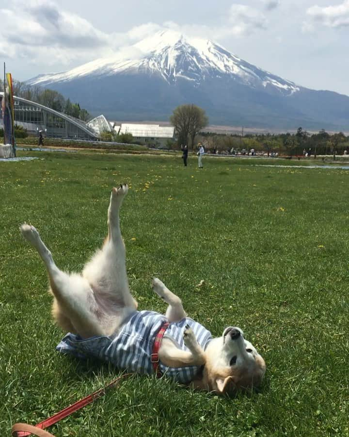 柴犬 けんしろう ゆりあのインスタグラム