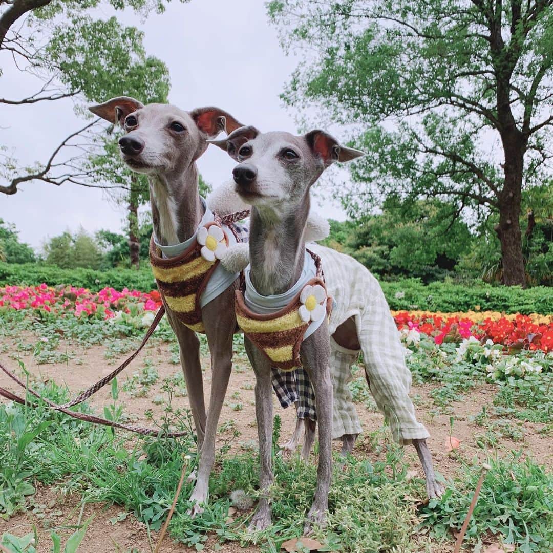 志村玲那さんのインスタグラム写真 - (志村玲那Instagram)「#イタグレ #italiangreyhound  #ＩＧ #MERの立ち方が本当に綺麗でかわいい💕 #CIELはふつうにぺちょーんって立ってる🌹 #家族でおでかけ」5月12日 10時34分 - rena_shimura