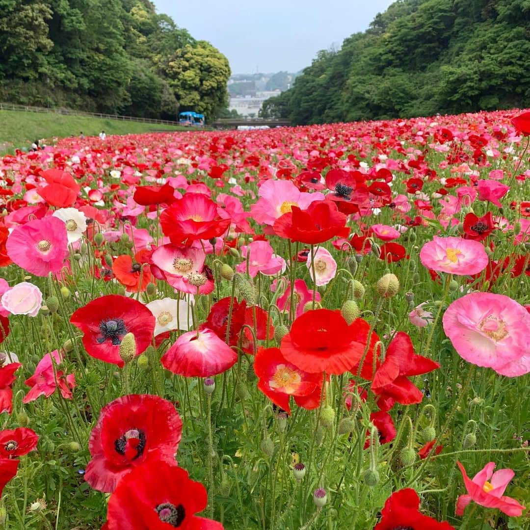 ハルペイさんのインスタグラム写真 - (ハルペイInstagram)「🌸🌸くりはま花の国🌸🌸 ポピー満開❤️ . #ここは天国か #エネルギーチャージ中 . 母の日は母の行きたいとこ😊🙏 ✨✨✨. .」5月12日 10時29分 - harupeipei