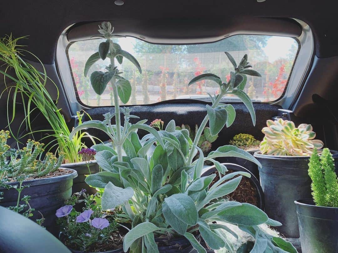OLIVIAのインスタグラム：「My husband and I drove down to LA for the weekend, for a little birthday getaway. Today I’m shopping for plants all day with a friend. 🍀💚🌱These babies are coming home with us!!!」