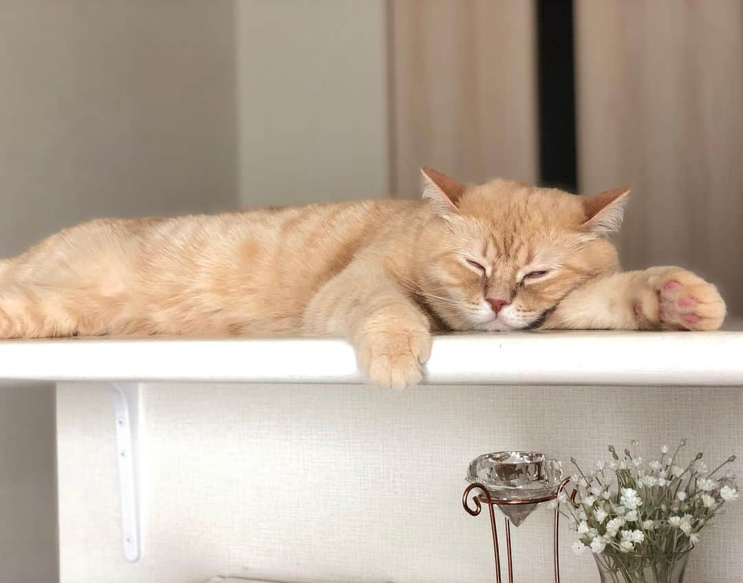 ami____5さんのインスタグラム写真 - (ami____5Instagram)「* 眠るクリームパン🍞💭 * * #猫#ねこ#もふもふ#ブリティッシュショートヘア#クリームタビー#にゃんすたぐらむ#まん丸ねこ部  #britishshorthair #cat #cats #catstagram #kitten #kitty #kittens #petstagram #petsagram #catoftheday #catsofinstagram #ilovemycat #instagramcats #catoftheday #lovecats #lovekittens #adorable #catlover #instacat #fluffy」5月12日 10時51分 - ami____5