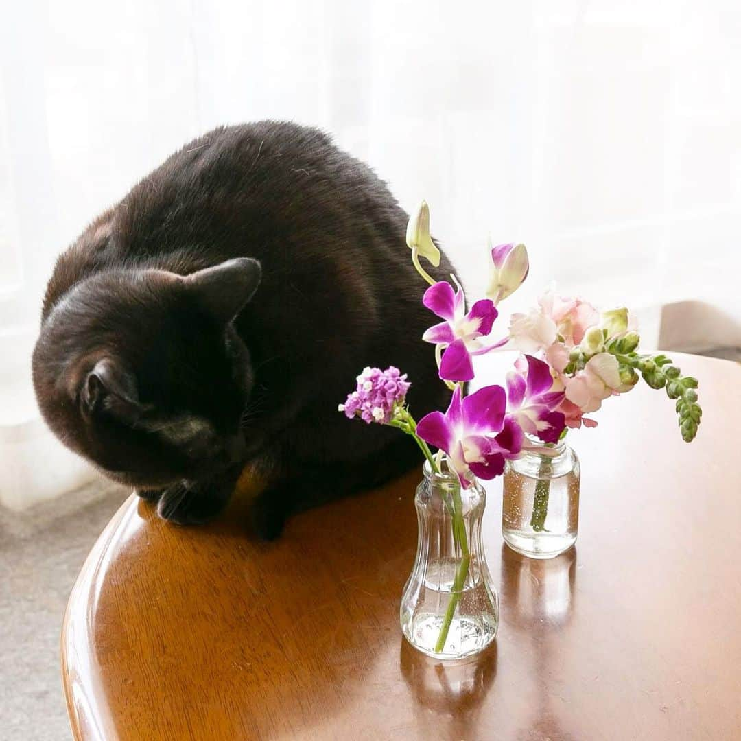 ホタテ＆クラム＆シラスさんのインスタグラム写真 - (ホタテ＆クラム＆シラスInstagram)「お花の定期便 @bloomeelife さんから華やかで可愛らしいお花達が届きました、今回もCath Kidstonとのコラボの母の日限定パッケージもとても可愛らしい^^ こちらは毎週500円〜でお家にお花が届くサービスで、下記のクーポンコードを利用されると初回が無料になります、是非^ ^ *** クーポンコード：msy1515 ※有効期限：2019年6月30日 *** @bloomeelife  #bloomeelife #hbv2019 #cat #neko #ScottishFold #猫 #ねこ #スコティッシュフォールド #ラグドール #Ragdoll #blackcat #黒猫 #flower  https://bloomeelife.com/  そして投稿者MSY1515より…  猫＋花のコラボでありがたいご心配のお言葉をいた抱いております、当方では猫に対する植物の毒性などは細心の注意を払っておりますのでご安心ください、ご心配を本当にありがとうございます^^ I treat it considering the toxicity of the plant to the cat so please rest assured.」5月12日 10時46分 - msy1515