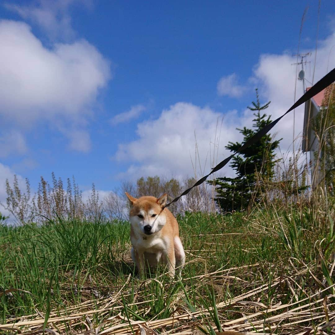 柴犬⭐️サスケさんのインスタグラム写真 - (柴犬⭐️サスケInstagram)「おはわん #朝ん歩 #💩#柴犬#赤柴#犬ら部 #ふわもこ部 #犬#🐶📷 #わんだフォ #pecoいぬ部 #shibagram #shibastagram #茶助#おねだり」5月12日 11時01分 - shiba20150405