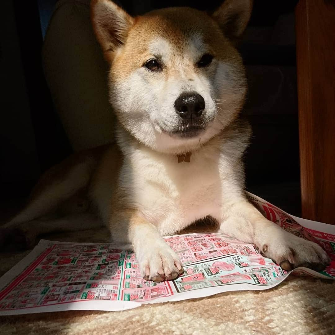 柴犬⭐️サスケさんのインスタグラム写真 - (柴犬⭐️サスケInstagram)「おはわん #朝ん歩 #💩#柴犬#赤柴#犬ら部 #ふわもこ部 #犬#🐶📷 #わんだフォ #pecoいぬ部 #shibagram #shibastagram #茶助#おねだり」5月12日 11時01分 - shiba20150405