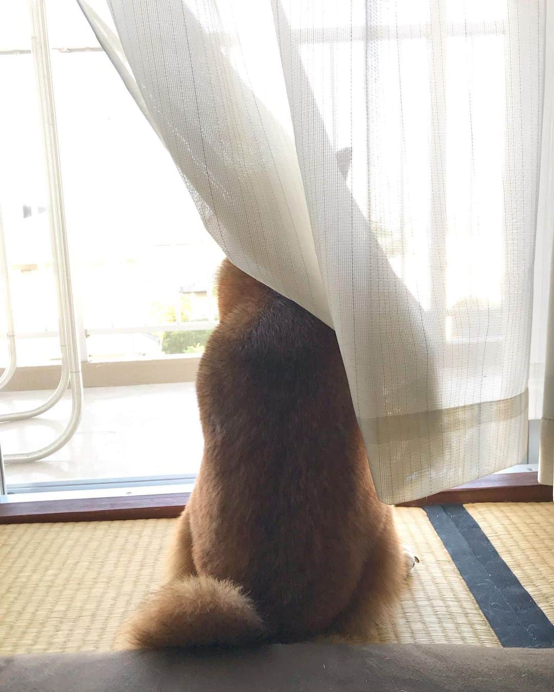 柴犬はなこ Shibainu Hanakoさんのインスタグラム写真 - (柴犬はなこ Shibainu HanakoInstagram)「一瞬なんだかわからなかった😅🐶 #shiba #dog #shibainu #柴犬 #犬 #背中」5月12日 11時04分 - kiki_beee