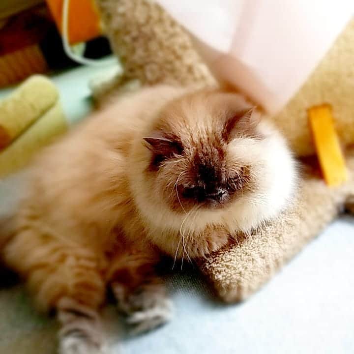 高口里純さんのインスタグラム写真 - (高口里純Instagram)「アンニュイジルさん😼  #猫#ねこすたぐらむ #にゃんすたぐらむ #ヒマラヤン#ヒマラニャンズ  #cat#himalayancat #pet」5月12日 11時12分 - takaguchijay