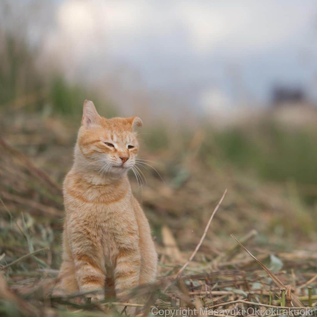 Masayukiさんのインスタグラム写真 - (MasayukiInstagram)「耳へなっとする。  明日から おはにゃん担当週。 島猫でいきまーす。 40秒くらいの放送中に4枚の写真を流しますが いつも物語のイメージを作ってから打ち合わせに臨んでます。 なので、かなり自分の気持ち込めてる系。 朝早くから起きて ねむたいなーって気持ちあがんない時間帯だからこそ 楽しいがあふれてるものをぶつけたい。 産みの苦しみで 煮詰まると 日テレの担当さんの催促メッセを既読スルーしますが、でもがんばってます。 そんな おはにゃん よろしくお願いします。  #cat #ねこ  #cat #ねこ」5月12日 11時22分 - okirakuoki