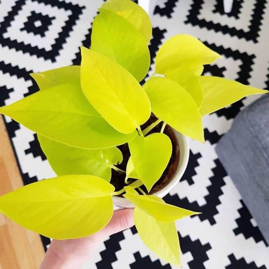 The Louunさんのインスタグラム写真 - (The LouunInstagram)「Neon pothos available now 😊 www.etsy.com/Shop/plantroomla」5月12日 11時51分 - shoplouun