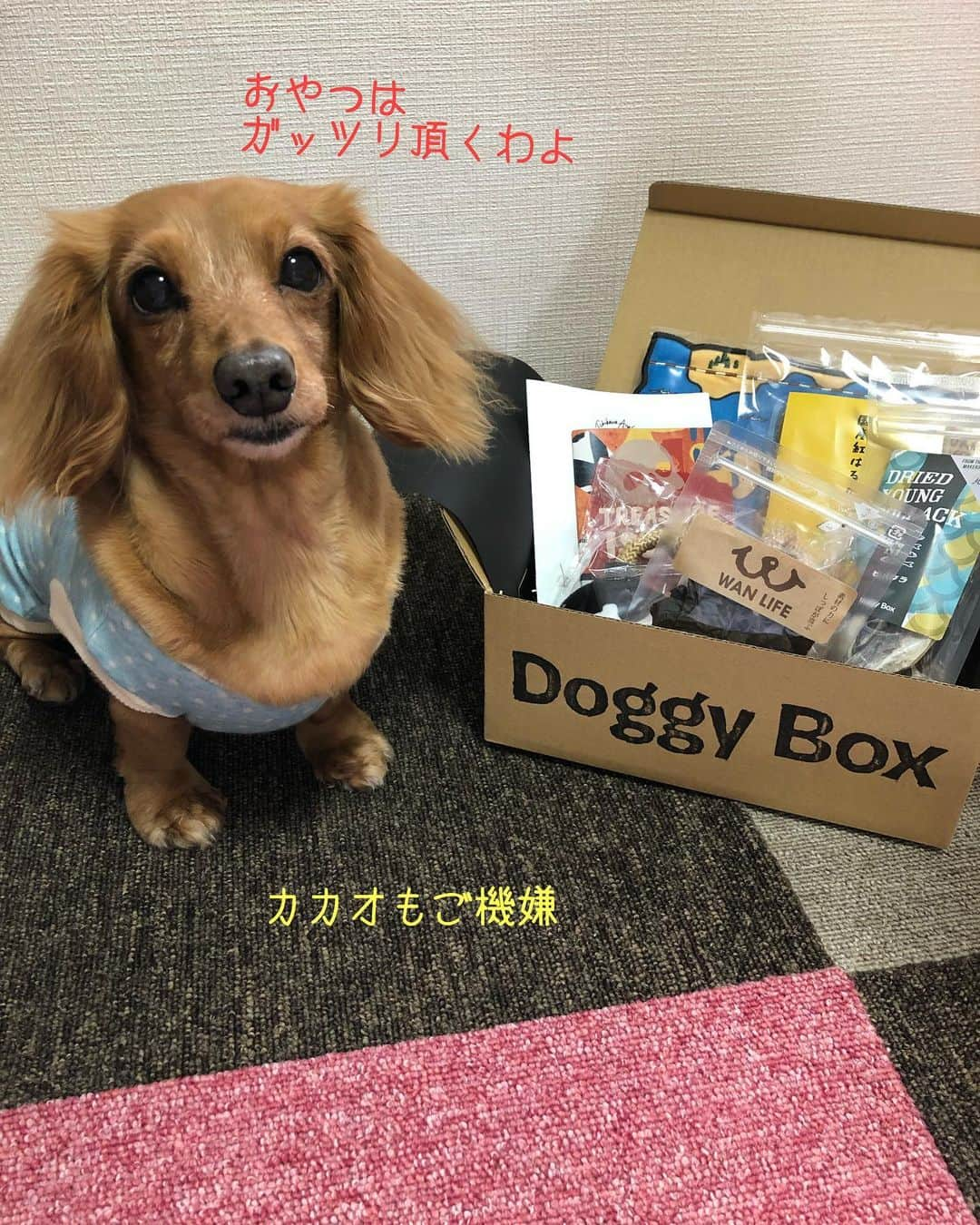 Club Soda♡さんのインスタグラム写真 - (Club Soda♡Instagram)「@doggybox_jp さんの 5月BOX届きました🙋 おもちゃもおやつも入ってて ソーちゃんたち大喜び✨ 楽しみにしてたおもちゃは 秒でソーちゃんに奪われて 落ち込むココアでした😂 #dobbybox#ドギボ #ソーちゃん#ガサツgirl #ミニチュアダックスフンド #ミニチュアダックス #ダックスフンド#ダックス #ソーちゃんの勢い凄かった #イタチぐらいの速さでおもちゃ奪って逃げた😂 #ココアショックで顔真っ黒」5月12日 12時10分 - kumi.s66